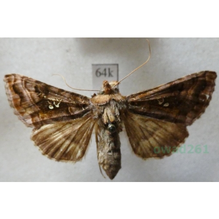Autographa pulchrina (Haworth, 1809) Błyszczka zdobnica Czech64k